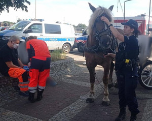 Policjantka uspokajająca spłoszone zwierzę